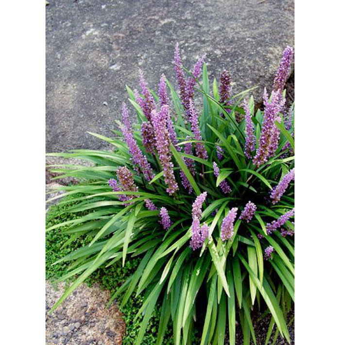 05-plantas-que-purificam-o-ar-segundo-a-nasa