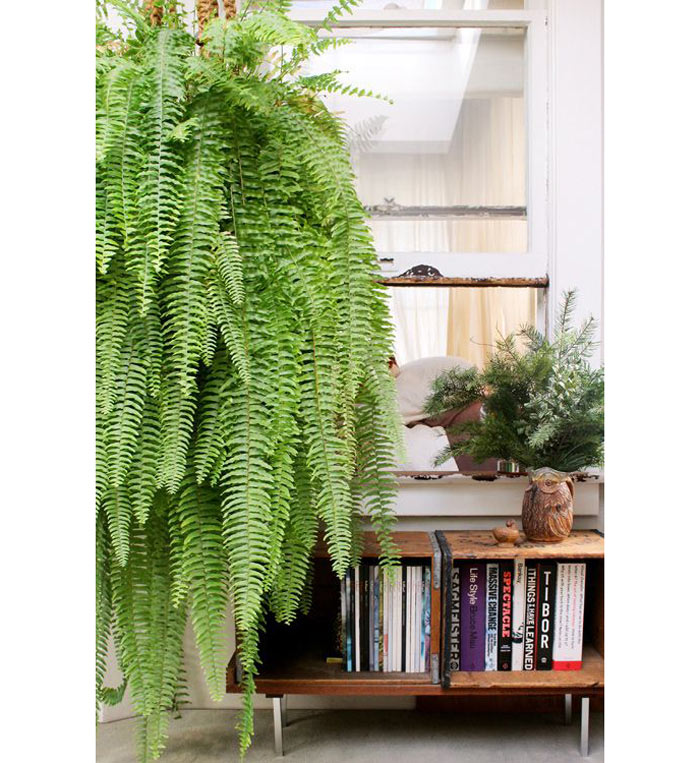 06-plantas-que-purificam-o-ar-segundo-a-nasa