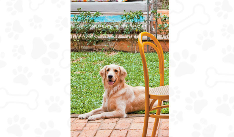 abre-duvidas-sobre-animais-de-estimacao-e-a-decoracao-da-casa