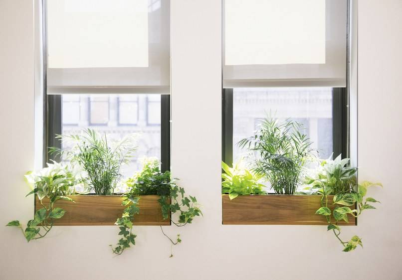 As plantas ideais para o escritório, de acordo com a iluminação