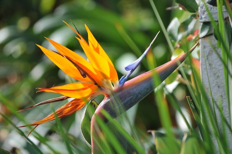 11 plantas que você deve evitar se tiver cachorros