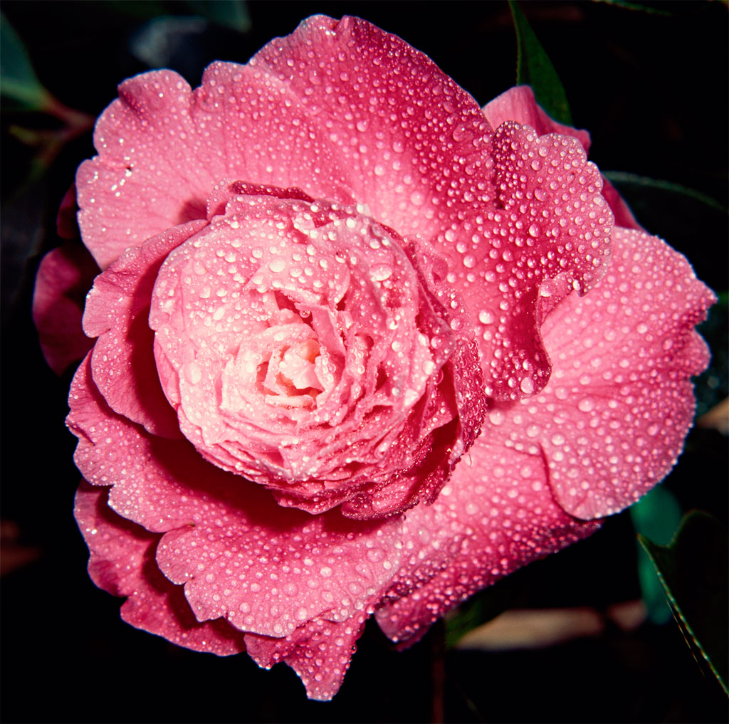 como-cultivar-camelia