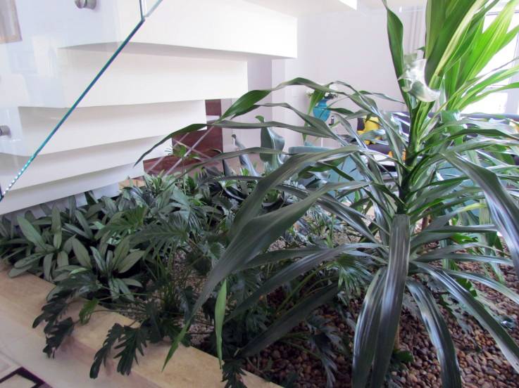 Um jardim de inverno embaixo da escada da sala