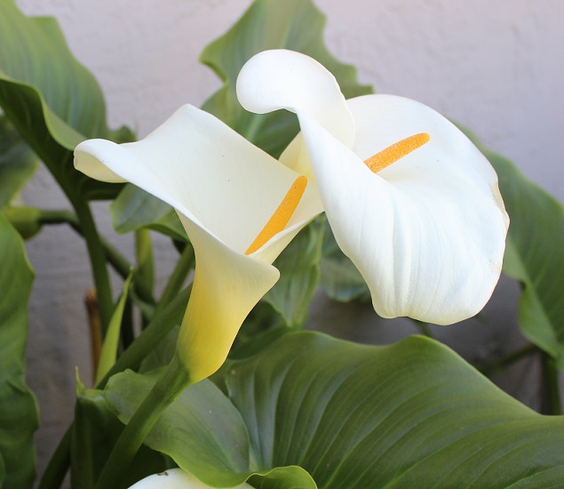 Flor de copo de leite.