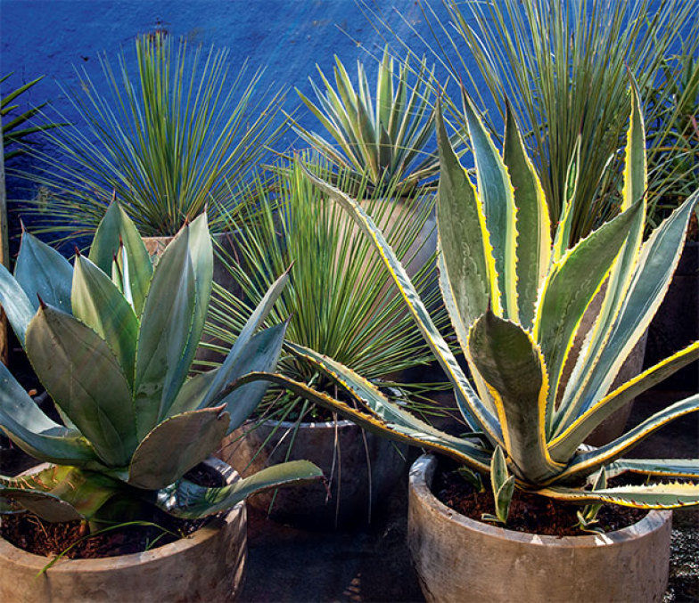 03-jardinagem-facil-cactos-suculentas-agaves