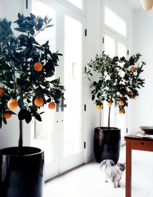 10-arvores-que-voce-pode-cultivar-em-casa