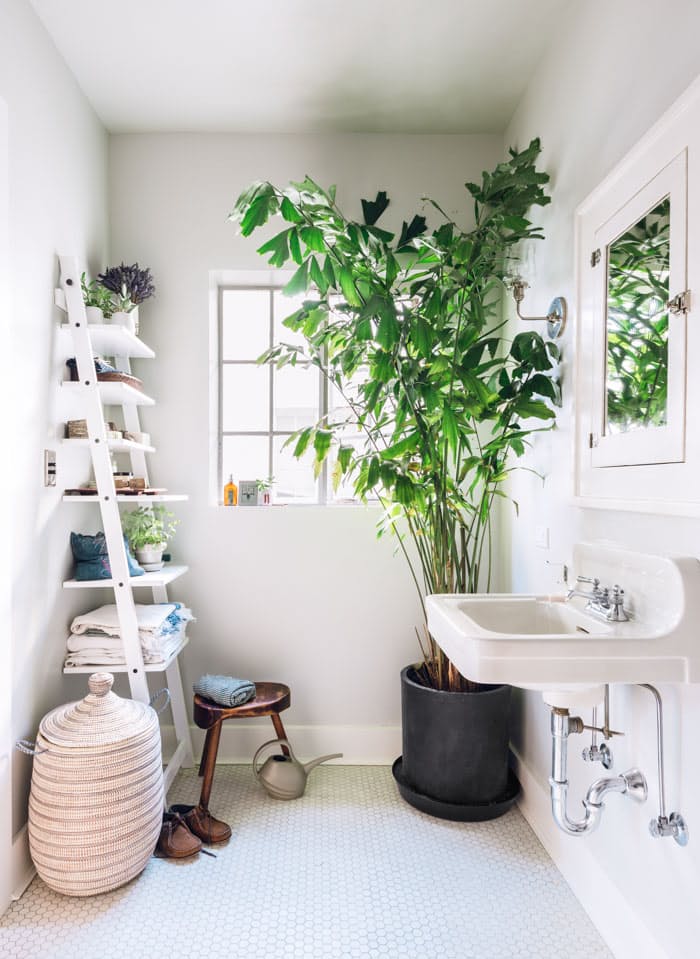 4-arvores-que-voce-pode-cultivar-em-casa