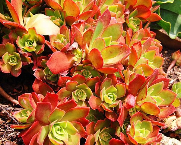 Nome científico: Aeonium leucoblepharum