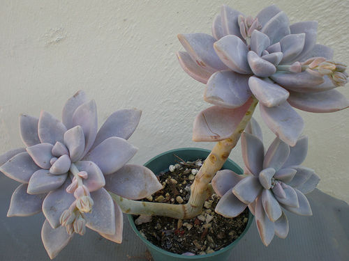 Nome popular: Flor fantasma. Nome científico: Graptopetalum paraguayense