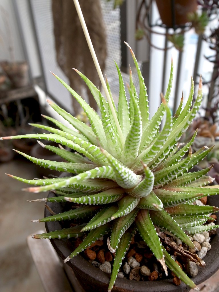 Suculenta zebra, da especie haworthia