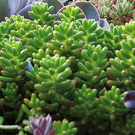 Nome popular: dedinho-de-moça. Nome científico: Sedum pachyphyllum