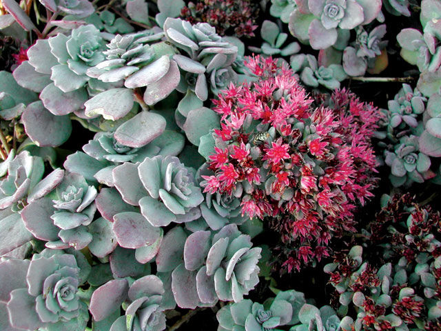 Nome científico: Sedum cauticola