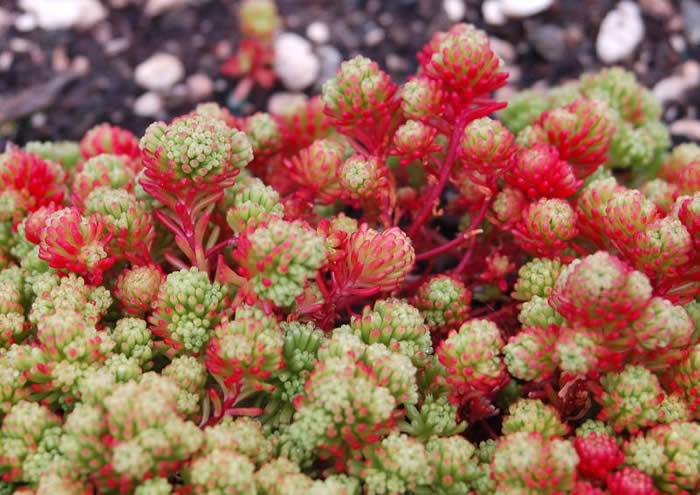 Nome científico: Sedum lydium