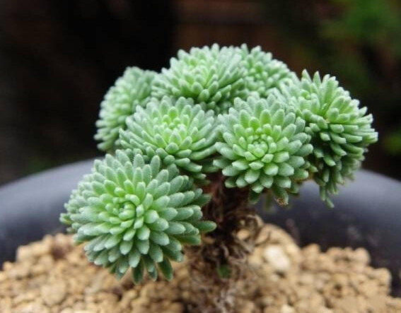 Nome científico: Sedum multiceps