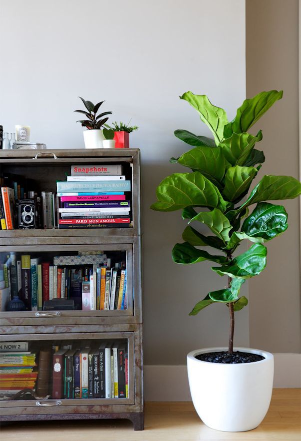 Figueira-lira-Ficus-lyrata-em-vaso-ao-lado-de-estante