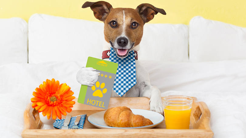 O seu cachorro é muito bem-vindo nestes 10 hotéis