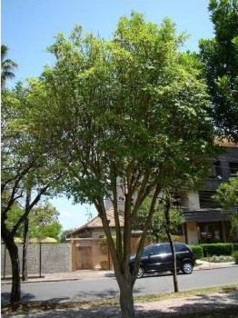 Cereja-do-Rio-Grande. Porte médio. Cereja-do-Rio-Grande. Porte médio.