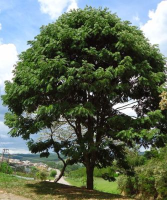 Jacarandá. Porte grande.