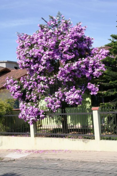 Manacá. Porte pequeno. Manacá. Porte pequeno.