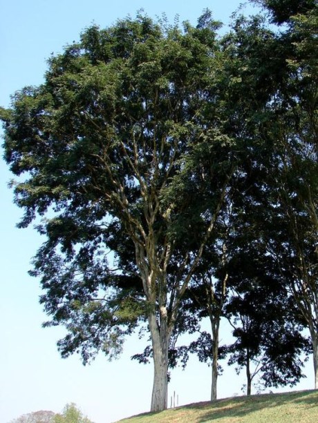 Pau-ferro. Porte grande. Pau-ferro. Porte grande.