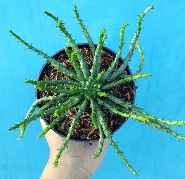 planta; Euphorbia Caput-Medusae