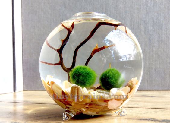 planta; Marimo