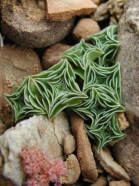 Gentiana Urnula; planta