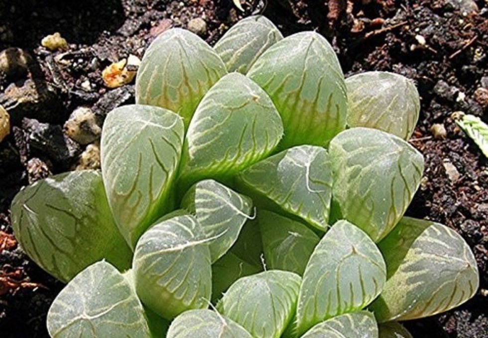 planta; Haworthia Cooperi