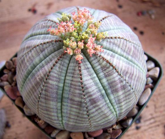 planta; Euphorbia Obesa