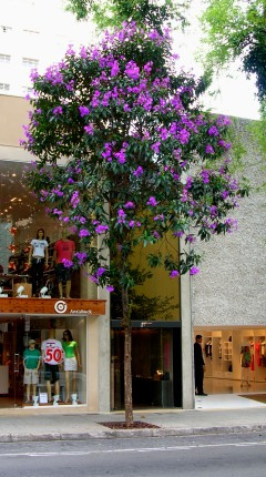 Quaresmeira. Porte médio.