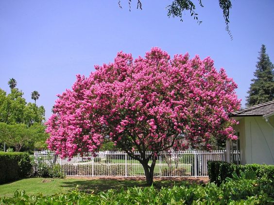 Resedá. Porte pequeno. Resedá. Porte pequeno.