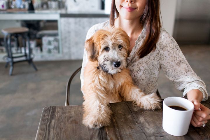 Nova York receberá o primeiro café ‘dog-friendly’ da cidade