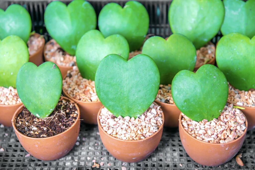 Hoya Kerrii em vaso de terracota