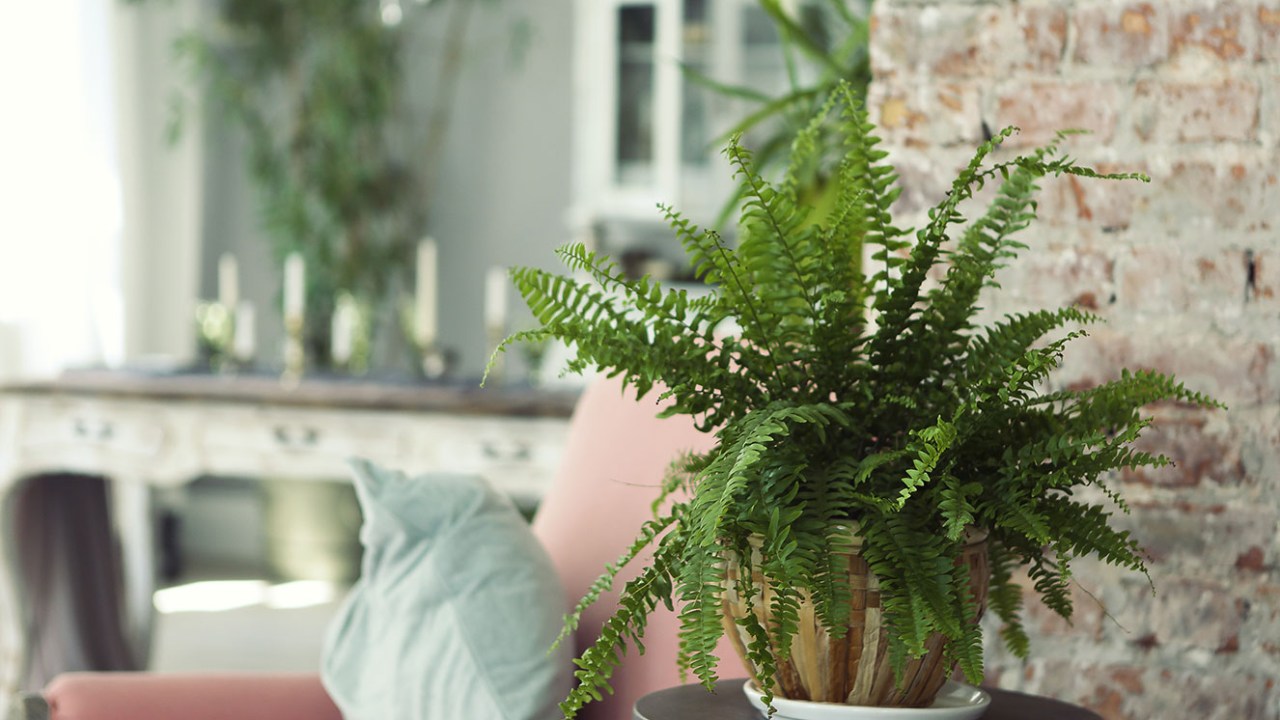 planta ideal para cada cômodo da casa