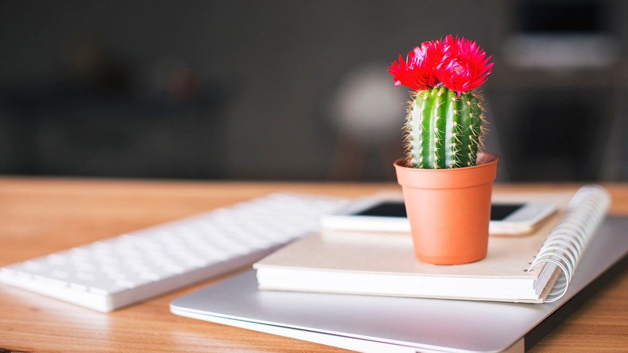 mini cactos com flor rosa em um vaso