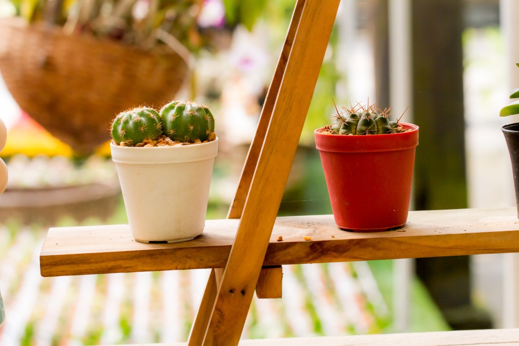 mini cactos em vasos branco e vermelho em uma prateleira