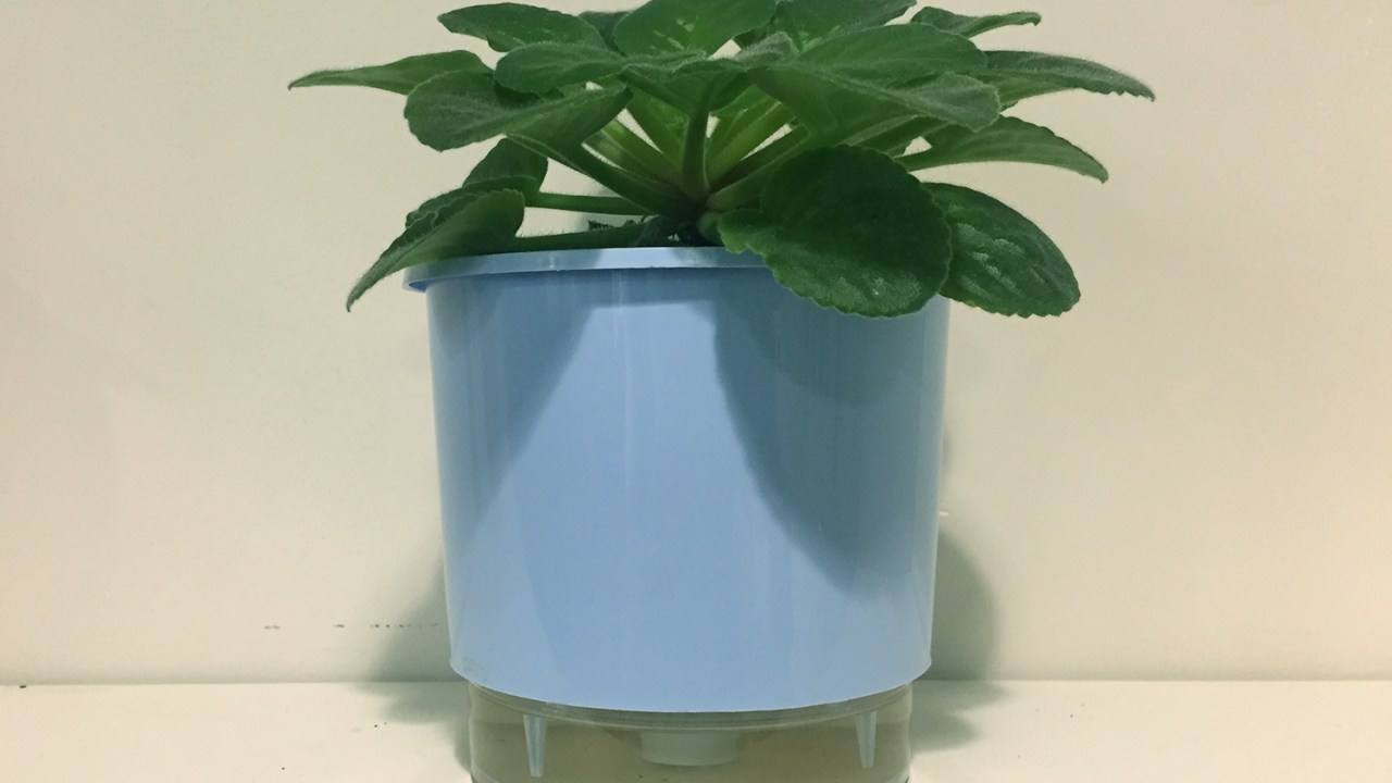 vaso de plantas autoirrigável azul