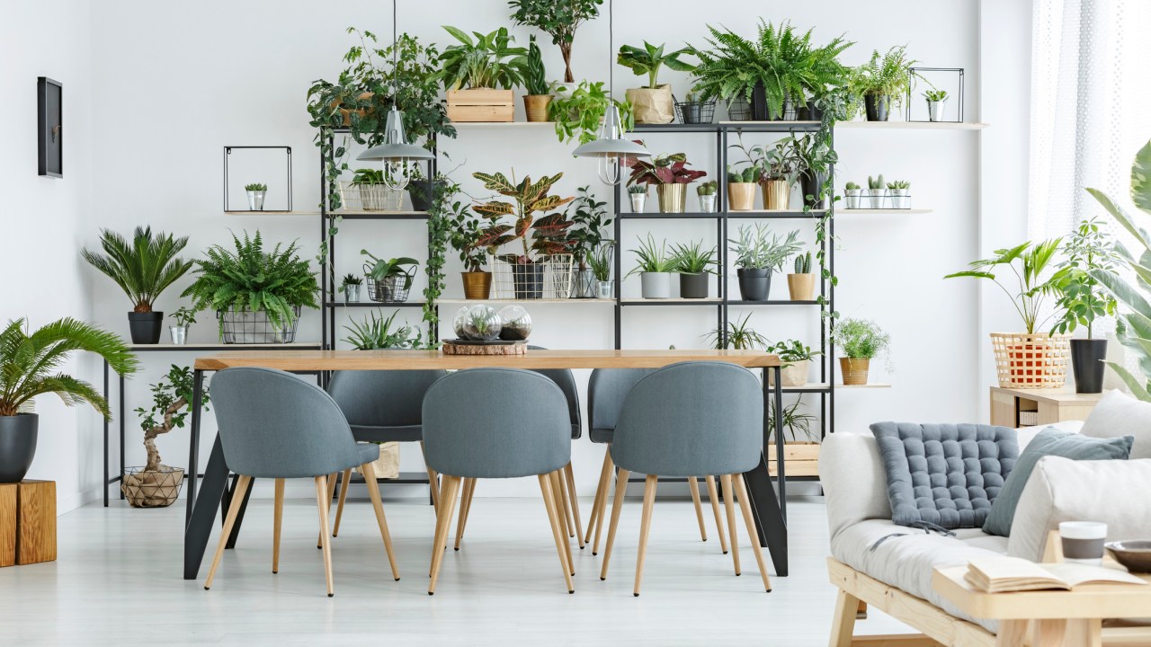 sala de jantar com mesa de madeira e cadeiras com estofado cinza. Estante com diversas plantas