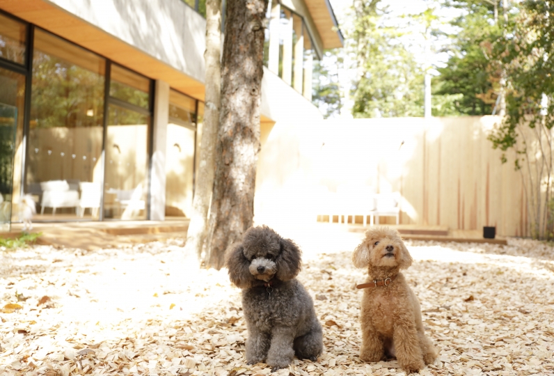 Bons pra cachorro: hotéis no Japão são planejados para receber pets