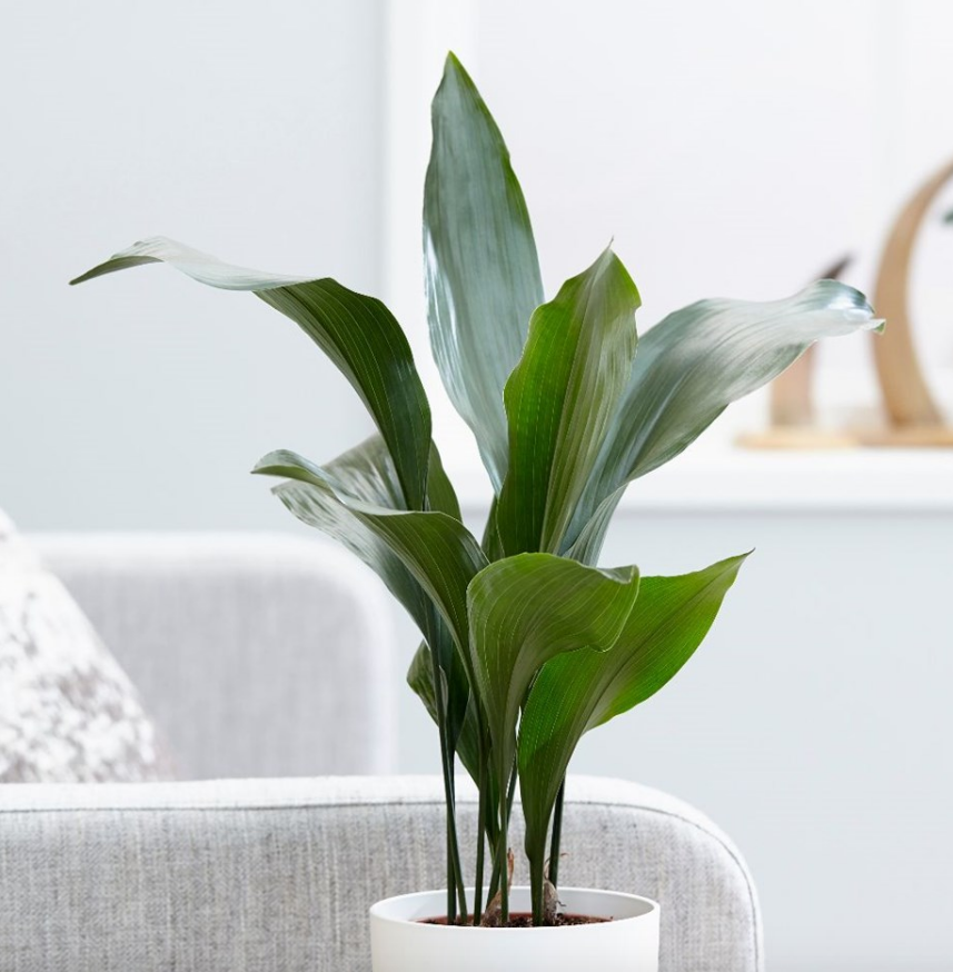 planta; Aspidistra em vaso branco