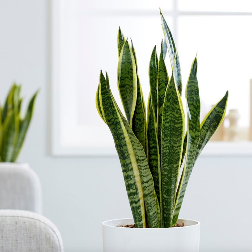 planta; espada de são jorge em vaso branco