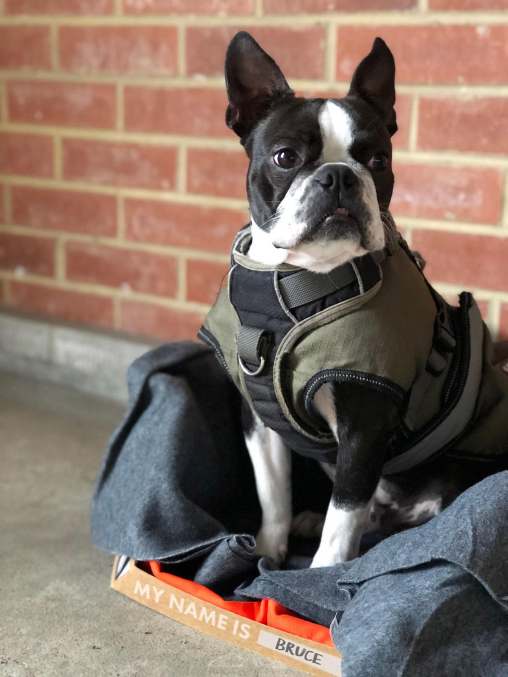 dog-goes-here-rocky-brooks-design_dezeen_2364_col_10 dog-goes-here-rocky-brooks-design_dezeen_2364_col_10