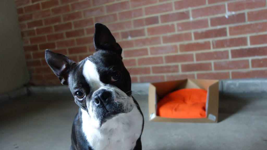 dog-goes-here-rocky-brooks-design_dezeen_2364_hero-1 dog-goes-here-rocky-brooks-design_dezeen_2364_hero-1