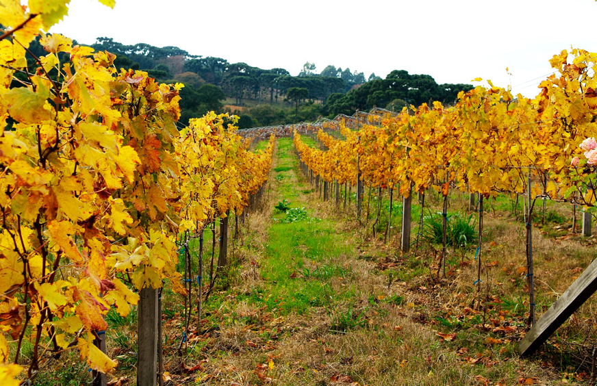 Mais que bebida, o vinho é um grande símbolo da arquitetura e do turismo