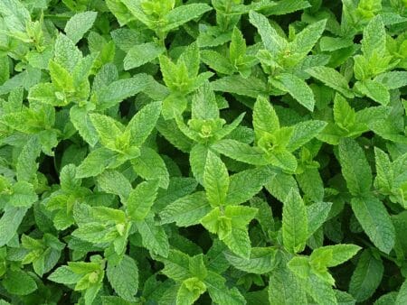 hortela-pommegrenade-pixabay-450×338 Hortelã