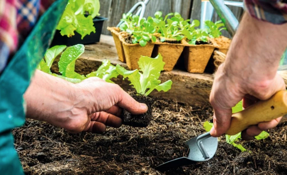Faça você mesmo uma horta em vasos
