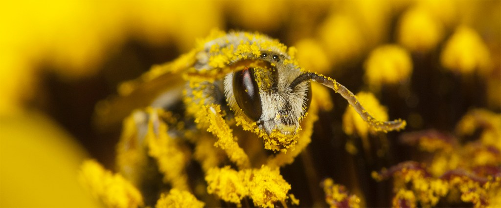 Bee collects nectar and pollen