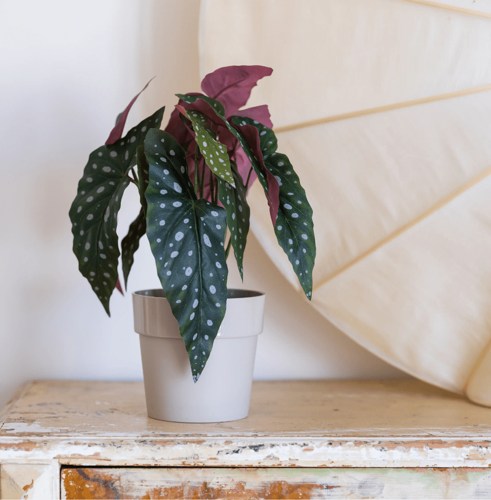 Artificial Begonia Maculata