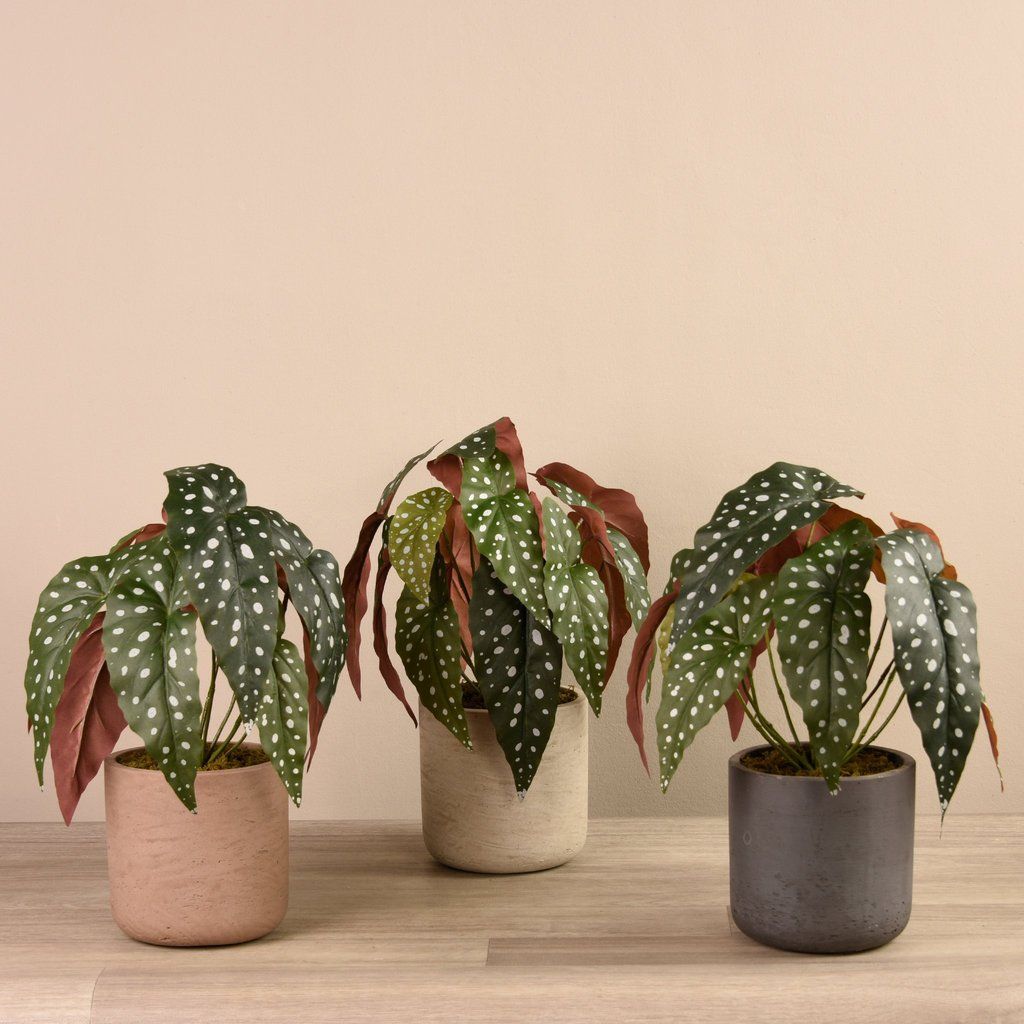 Begonia Maculata in Cement Pot