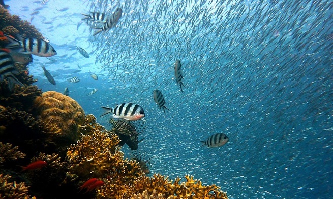 oceano_c oceano_c